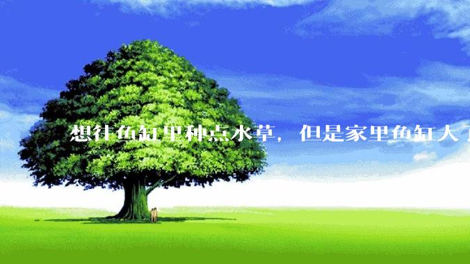 想往鱼缸里种点水草，但是家里鱼缸大了买水草泥或者底砂太贵了，有没有生活中可以替代的物品或其他建议？